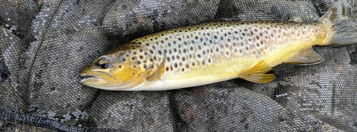 Sedbergh Anglers | Fish the rivers Lune & Rawthey